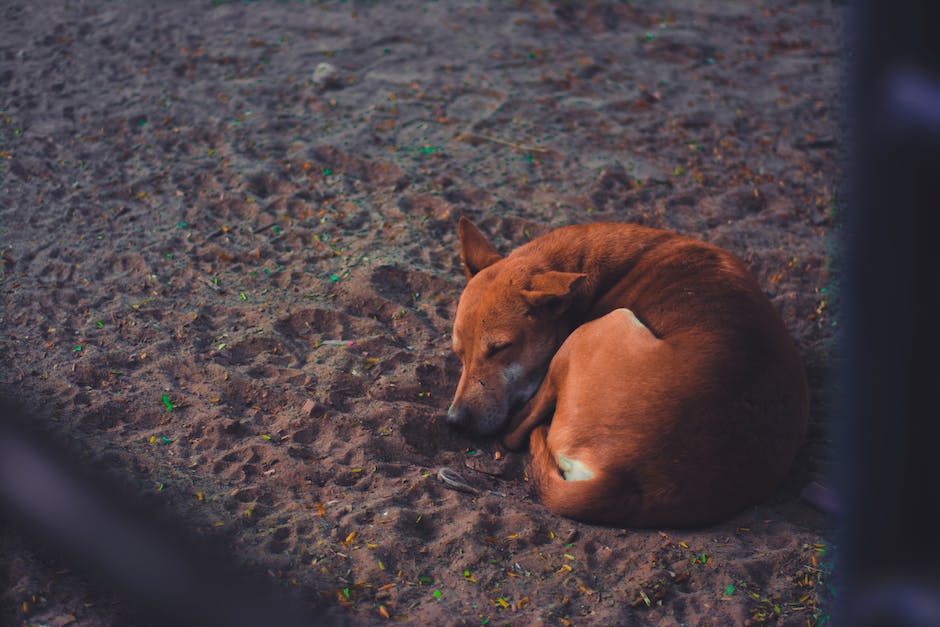 Hundeschlafmuster - Anzahl der Schlafstunden pro Tag